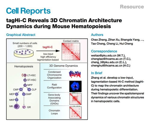cell reports 微量細胞染色質構象捕獲技術及其在小鼠造血譜系中的應用