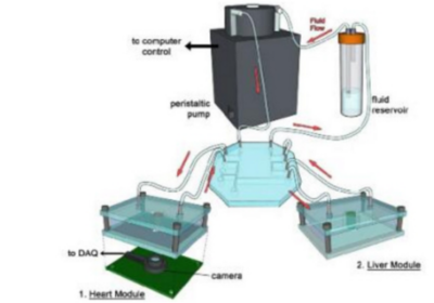 3D生物打印 細胞技術研發與應用的前沿探索
